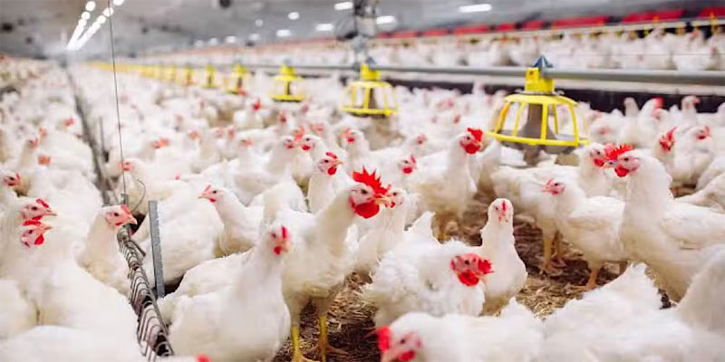 Chicken Prices Likely to Drop Following Recent Decision